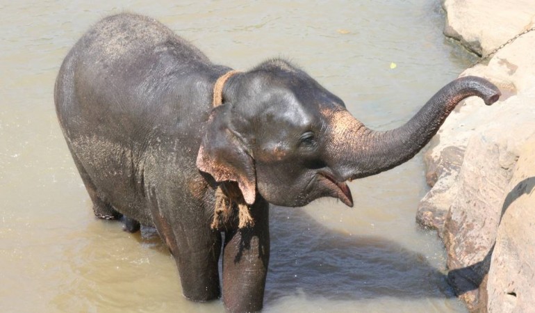 Zum Baden in den Fluss: Die Elefanten werden im Waisenhaus gewaschen. (Foto: Claudia Lehnen)