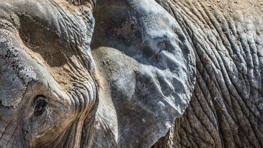 Elefanten haben viele Falten. Dafür gibt es aber auch gute Gründe. (Foto: dpa)