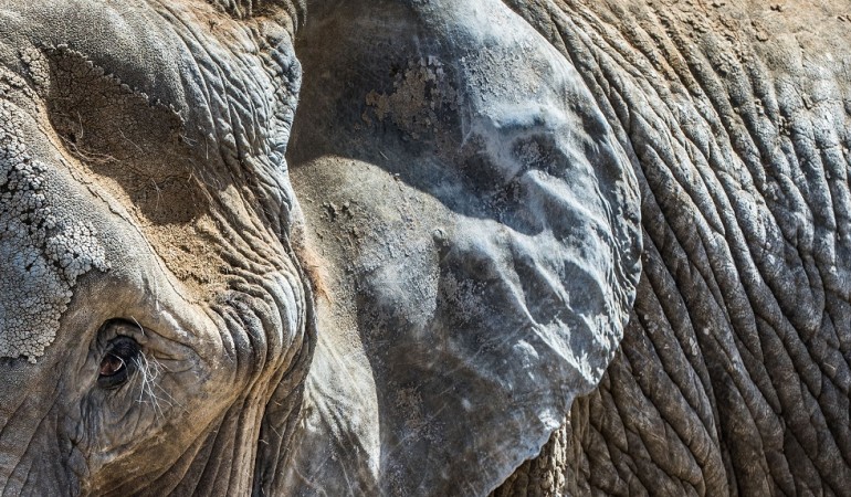 Elefanten haben viele Falten. Dafür gibt es aber auch gute Gründe. (Foto: dpa)