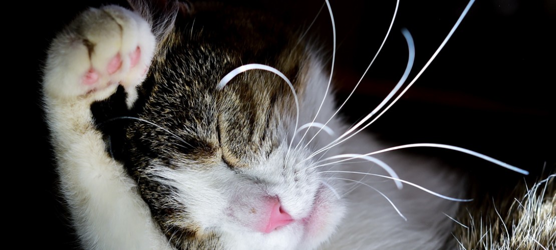 Die Schnurrhaare haben feine Nerven-Enden. Die helfen der Katze, sich zurechtzufinden. (Foto: dpa)