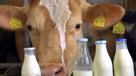Lebensmittel-Serie: Milch von glücklicheren Kühen