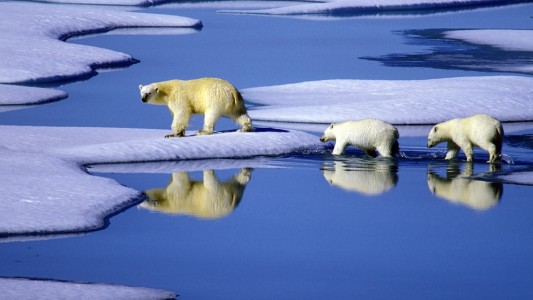 Eisbären leben in der Arktis. Am Wochenende bekommen wir eine Idee, wie kalt es dort ist. (Foto: dpa)