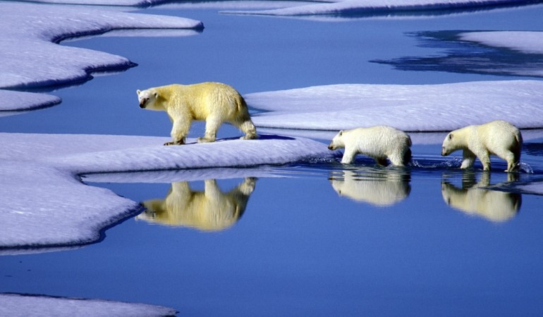 Eisbären leben in der Arktis. Am Wochenende bekommen wir eine Idee, wie kalt es dort ist. (Foto: dpa)
