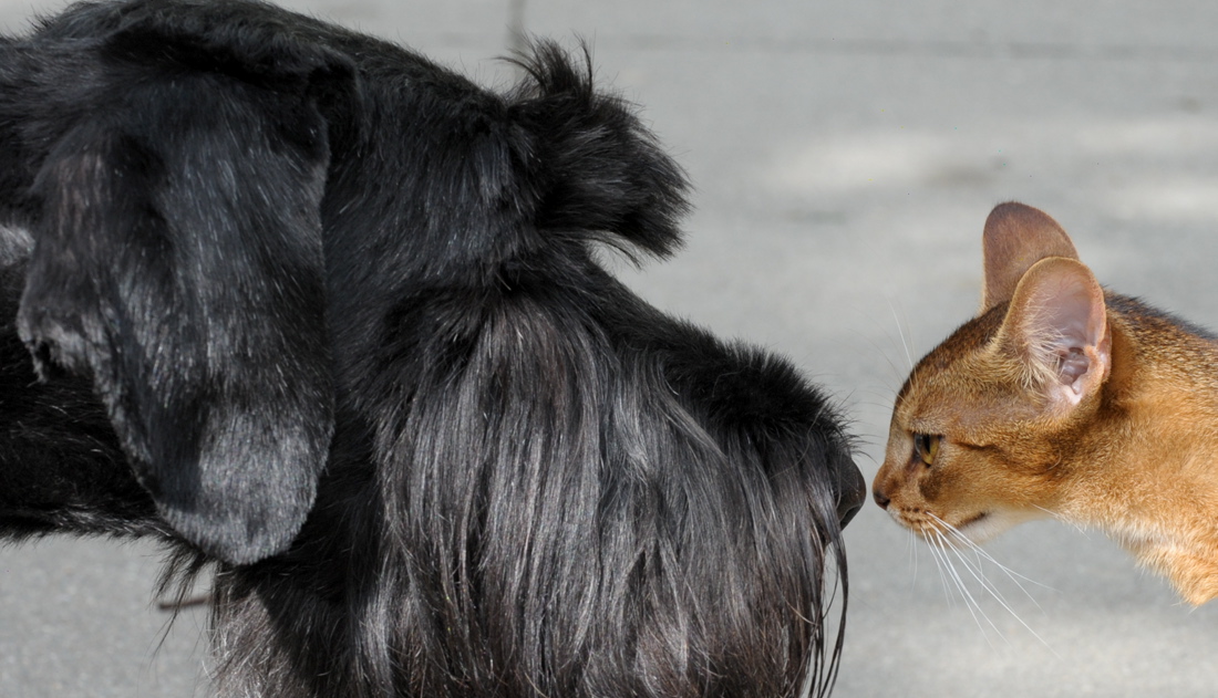 Manchmal werden aus Feinden Freunde. Hunde und Katzen etwa leben nicht selten als Haustier sehr friedlich zusammen. (Foto: dpa)