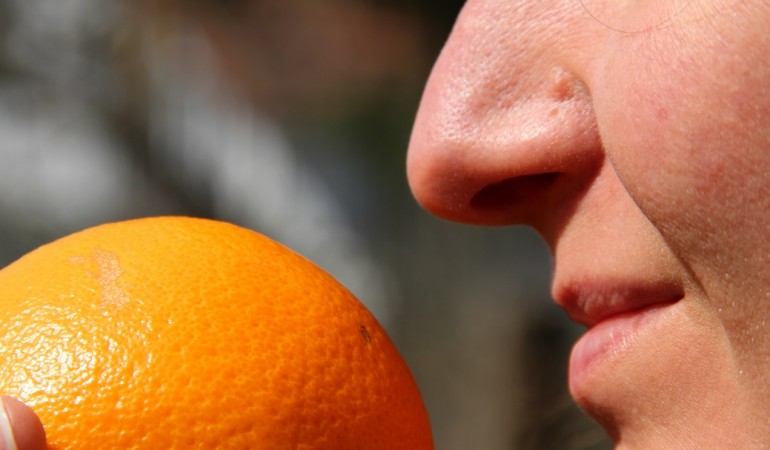Hmmm, Orange! Die menschliche Nase kann unglaublich viele Gerüche erkennen. (Foto: dpa)