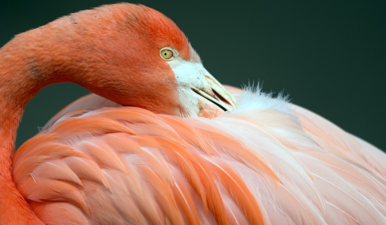 Der Flamingo und sein langer Hals
