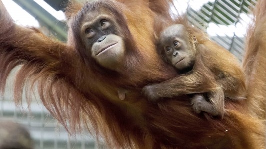 Das Orang-Utan-Baby hält sich gut am Rücken fest. (Foto: dpa)