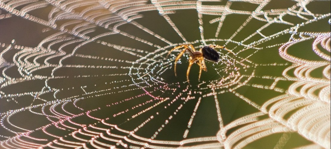 Wie stark ist ein Spinnennetz?