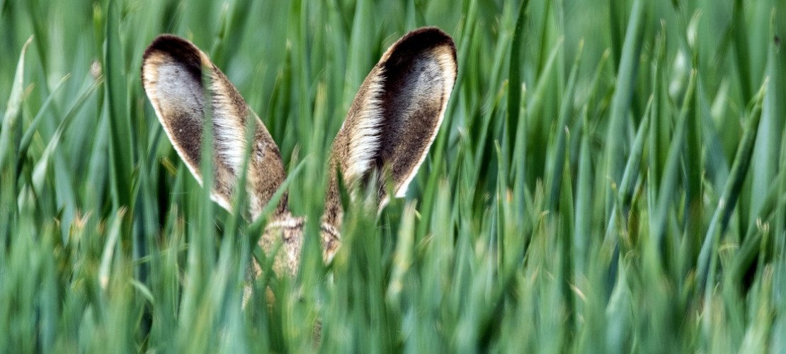Hasen haben lange Ohren. Die nennt man auch Löffel. (Foto: dpa)