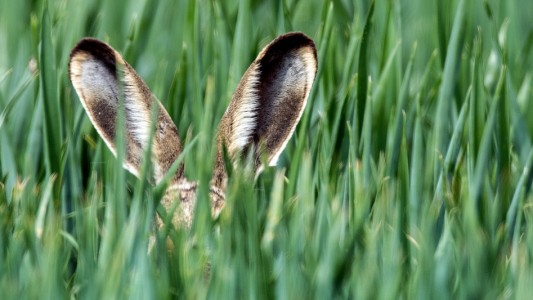 Hasen haben lange Ohren. Die nennt man auch Löffel. (Foto: dpa)