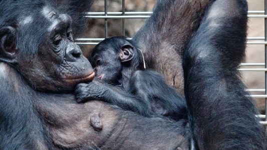 Das Bonobo-Baby wird gut umsorgt. Natürlich vor allem von seiner Mama. (Foto: dpa)