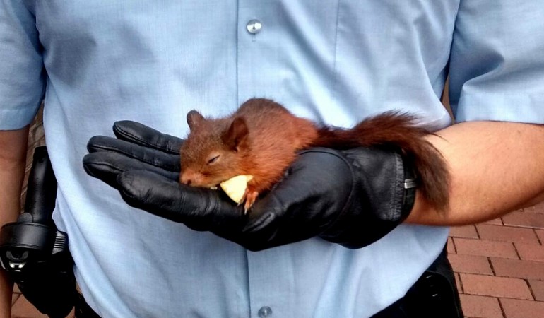 Das Eichhörnchen verfolgte eine Frau. Deswegen rief sie die Polizei. Die Polizisten brachten das Tier in eine Tier-Auffangstation. (Foto: dpa Pollizei Recklingshausen)