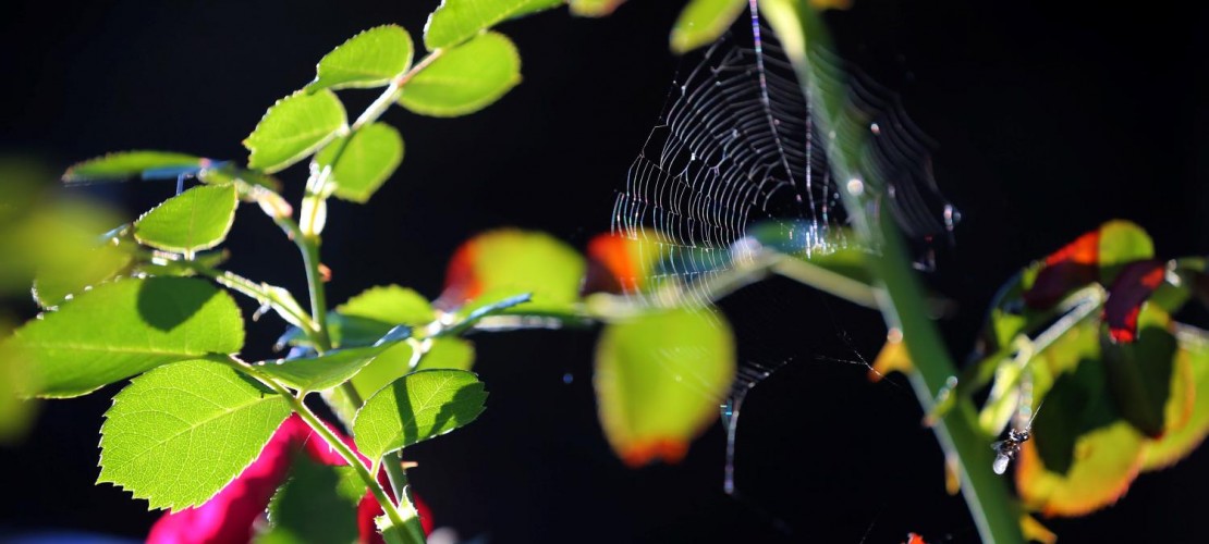 Warum gehen Spinnennetze schwer kaputt?