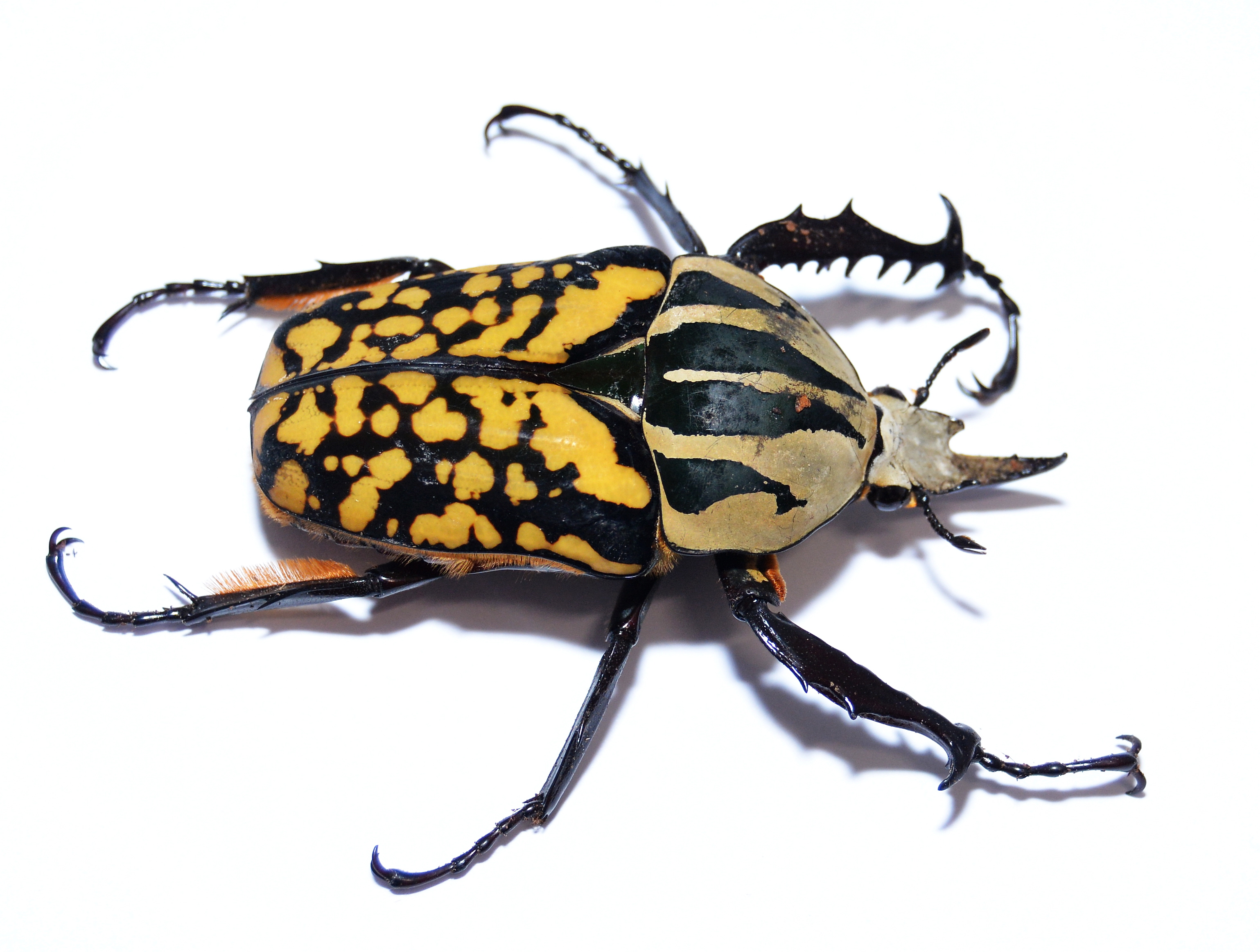Nicht zum Kuscheln, aber zum Beobachten: Käfer können inetressante Haustiere sein. Ihre lateinischen Namen allerdings klingen kompliziert. Dieser Käfer nennt sich „Mecynorrhina oberthueri kirchneri forma decorata".