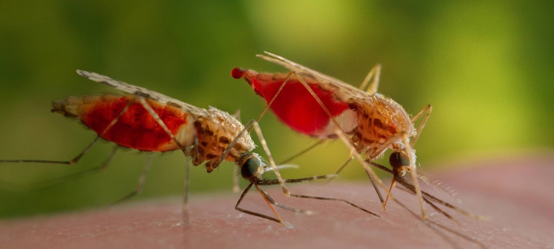 Ein Stich der Anopheles-Mücke kann Malaria auslösen. (Fotos: dpa)