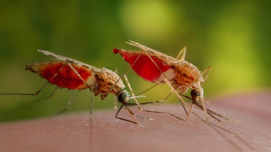 Ein Stich der Anopheles-Mücke kann Malaria auslösen. (Fotos: dpa)