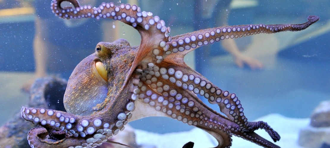 Der Oktopus: Ein Tier aus der Tiefe des Meeres