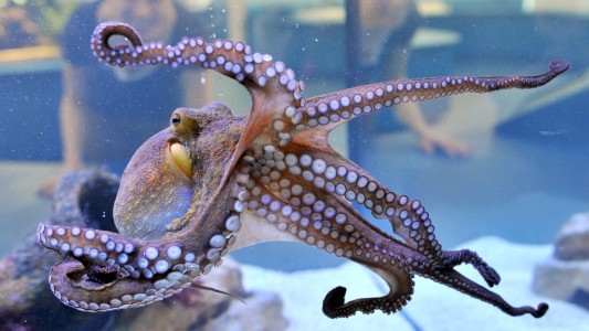 Der Oktopus: Ein Tier aus der Tiefe des Meeres
