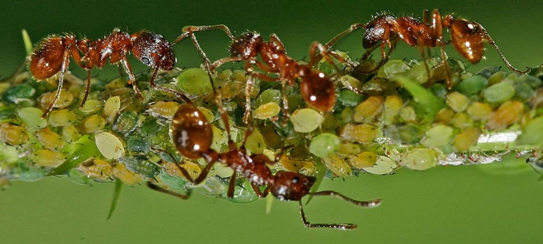 Ameisen machen sich über Blattläuse her und melken sie. (Foto: dpa)