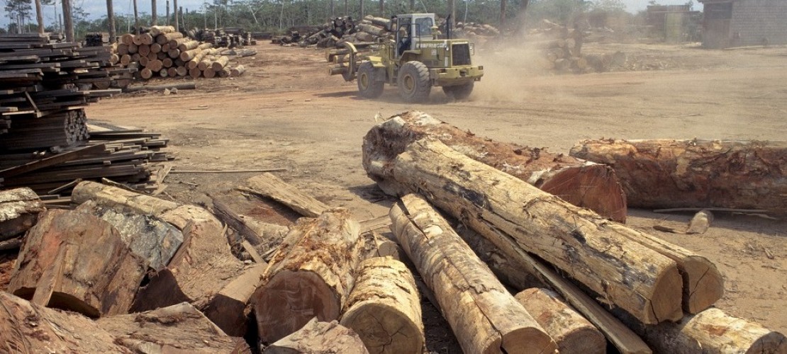 Viele Menschen sind darüber besorgt, dass so viel Regenwald abgeholzt wird. (Foto: dpa)