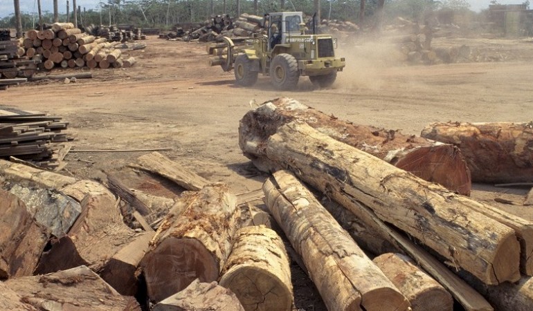 Viele Menschen sind darüber besorgt, dass so viel Regenwald abgeholzt wird. (Foto: dpa)