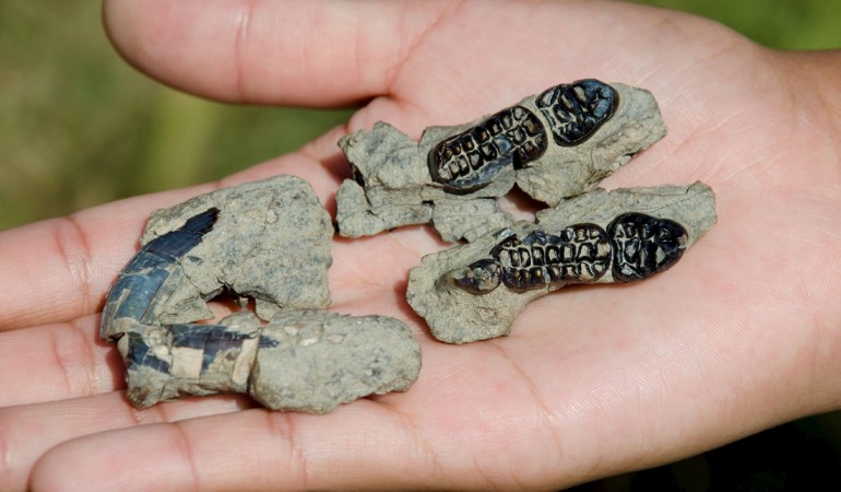 Überreste von Tieren, die vor mindestens 10.000 Jahren gelebt haben, nennt man Fossilien. Hier zum Beispiel die Zähne eines Säugetiers, das es heute gar nicht mehr gibt. Forscher vermuten aber, dass es wie ein Biber aussah. (Foto: dpa)