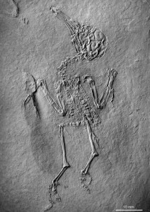 Das Fossil eines Urvogels. (Foto: dpa)