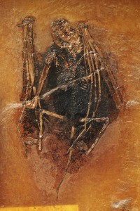 Das Fossil einer Fledermaus-Art. (Foto: Reuters)