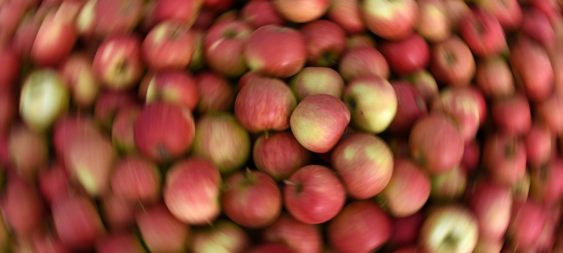 Mhhhh... Lecker! Und auch gesund: In einem Apfel stecken viele Vitamine und Mineralstoffe wie Phosphor, Kalzium, Magnesium und Eisen. (Foto: dpa)