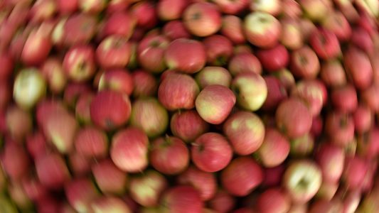 Mhhhh... Lecker! Und auch gesund: In einem Apfel stecken viele Vitamine und Mineralstoffe wie Phosphor, Kalzium, Magnesium und Eisen. (Foto: dpa)