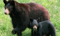 Braunbären leben vor allem in Wäldern, aber auch in den weiten Graslandschaften hoch im Norden. (Foto: dpa)