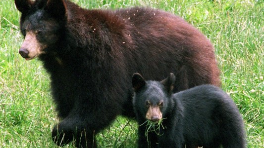 Braunbären leben vor allem in Wäldern, aber auch in den weiten Graslandschaften hoch im Norden. (Foto: dpa)