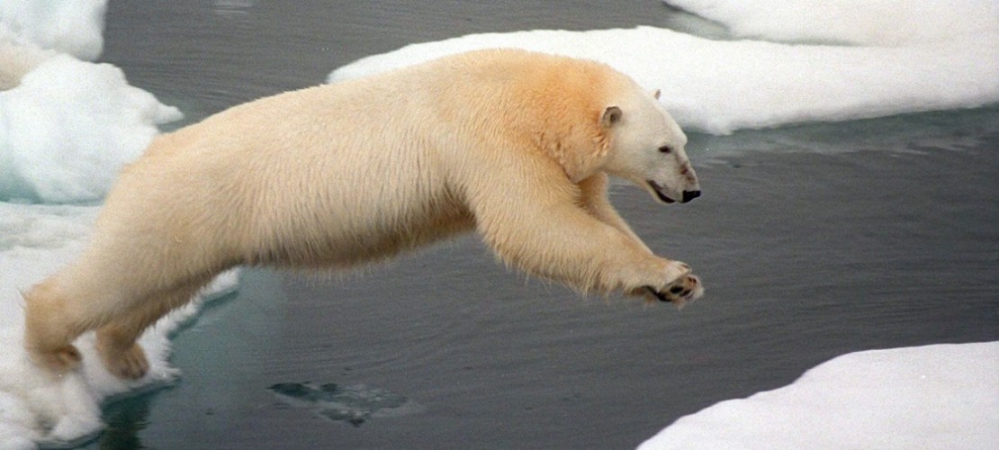 Der Klimawandel sorgt dafür, dass den Eisbären der Boden unter den Füßen wegschmilzt. (Foto: dpa)