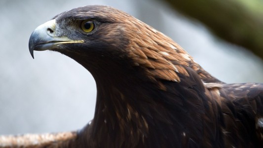 Den Adler findest du auch auf vielen Wappen. Der Vogel steht für Macht. (Foto: dpa)