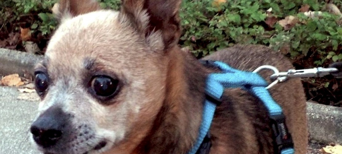Charly ist ein Chihuahua. Fünf Jahre lang war der Hund verschwunden. (Foto: dpa)