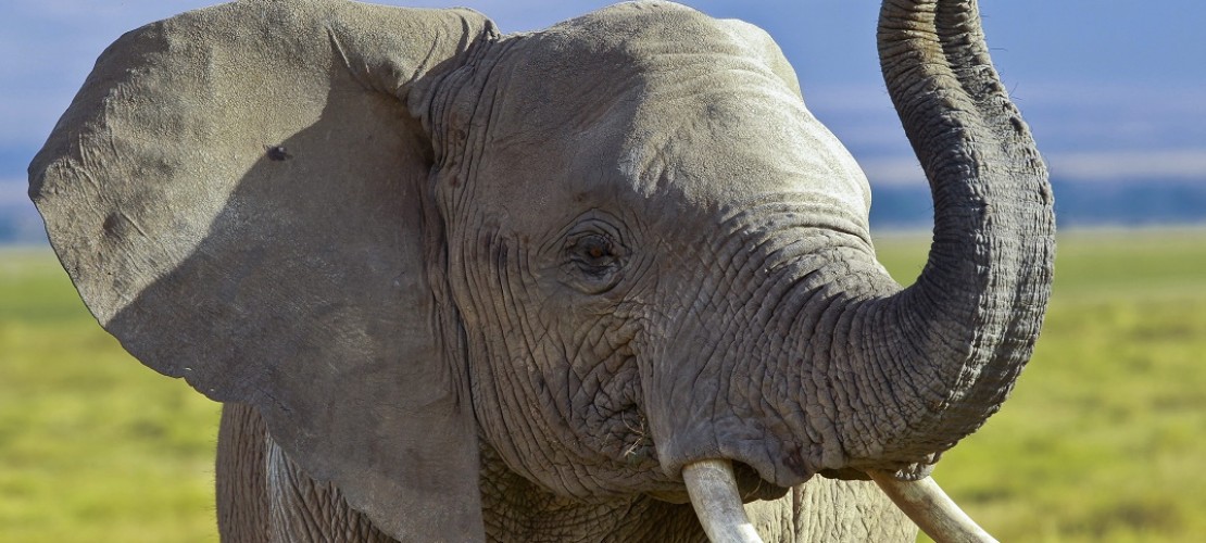 Typisch für Elefanten ist natürlich ihr langer Rüssel. Mit dem können sie Essen greifen und in ihr Maul schieben. (Foto: dpa)