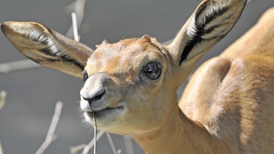 Am besten schmecken der Gazelle Gräser, Blätter und Kräuter. (Foto: dpa)
