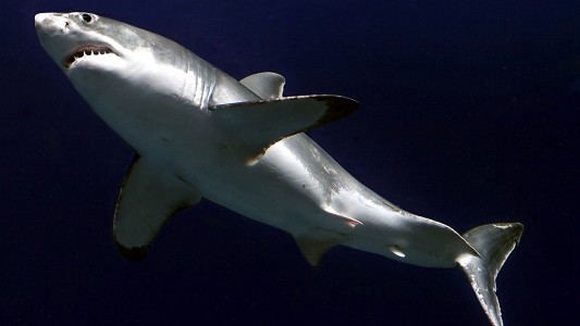 Ein weißer Hai ist bis zu sieben Meter lang und 2000 Kilogramm schwer. (Foto: dpa)