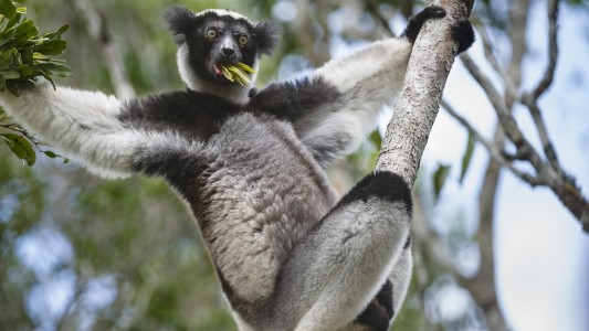 Indris sind die größte Art der Lemuren. Sie leben nur auf Madagaskar. (Foto: dpa)