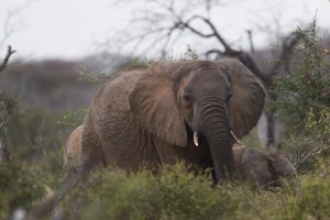 Elefanten werden immer noch gejagt. (Foto: dpa)