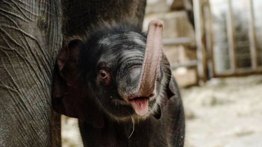 Baby-Elefant ist doch ein Junge