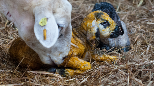Warum schlecken Schafe ihre Babys ab?