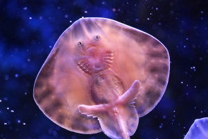 Zauberhaft: So sieht ein Baby-Rochen aus. (Foto: dpa)