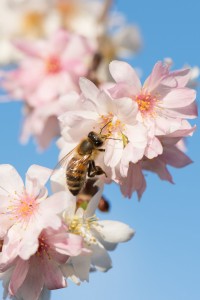 Biene und Blüte sollten im Dezember eigentlich ruhen. (Foto: dpa)