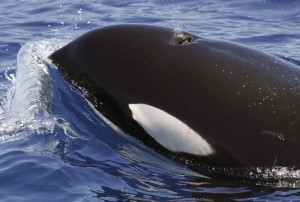 Das Blasloch eines Orcas sitzt oben am Kopf. 