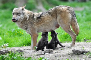 Oft sieht man freie Wölfe nicht. Diese Wölfe leben in einem Tierpark. (Foto: dpa)
