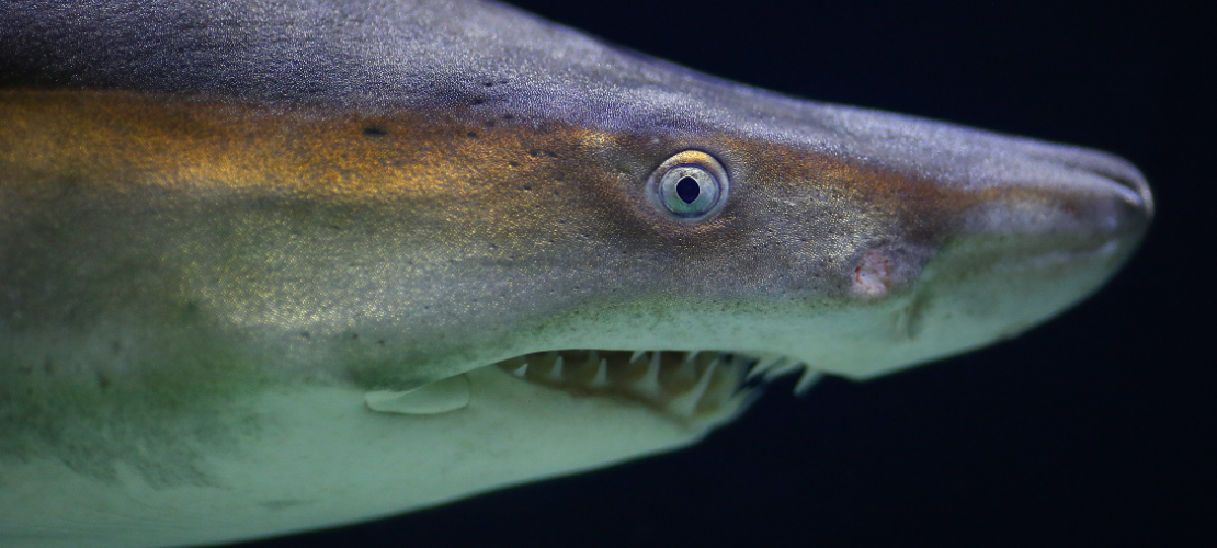 Wachsen die Zähne von Haien wirklich nach?