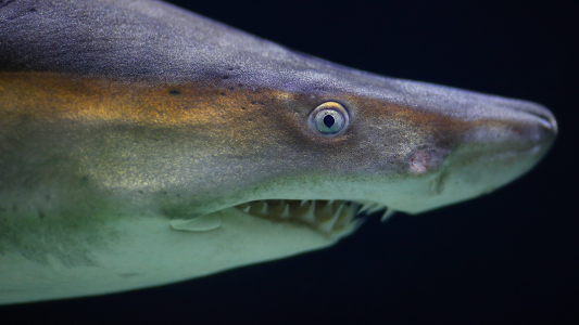 Wachsen die Zähne von Haien wirklich nach?