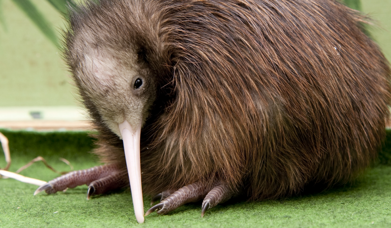 Der Kiwi: Ein schräger Vogel ohne Flügel