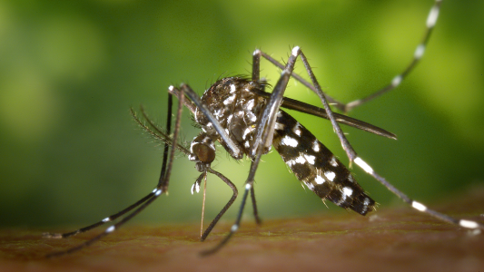 Wie wird Zika übertragen?